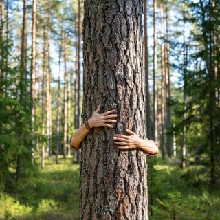 Ein Mann umarmt im Wald einen Baum: Wälder speichern CO2, filtern Trinkwasser, kühlen Städte, stärken unsere Gesundheit. Doch ökonomisch zählt meist nur das Holz. Bekämen die anderen Leistungen auch einen Wert, würden die Wälder besser geschützt.