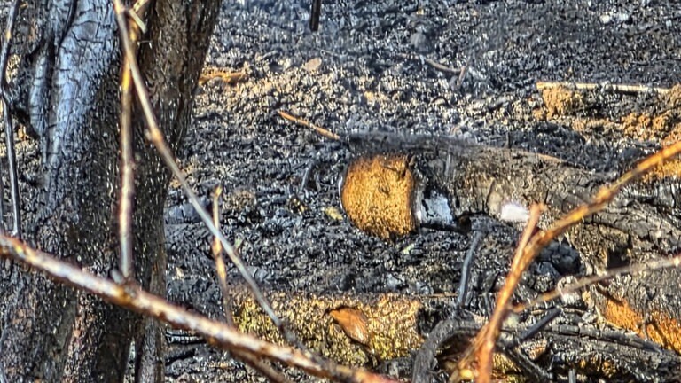 Zwei Brände riefen am Donnerstag die Feuerwehr nach Quirnbach. Teilweise kämpften die Einsatzkräfte in einer Steillage gegen das Feuer.