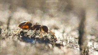 Einzelne laufende schwarze Gartenameise oder auch Wegameise. Ameisen fühlen sich auch im Garten wohl und sind auch im Rasen anzutreffen. Mit einfachen Hausmitteln können sie aber auch effektiv bekämpft werden.