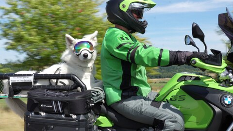 Hund auf Motorrad