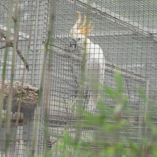 Orangehaubenkakadu im Zoo Karlsruhe