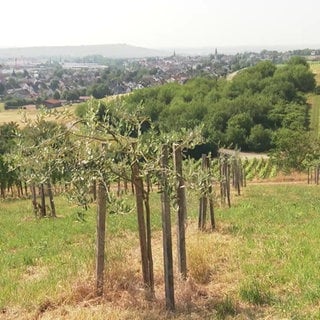 Olivenbäume im Wingert