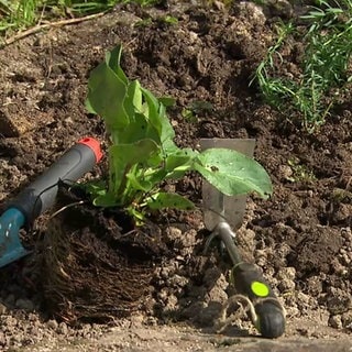 Blumenbeet mit Schaufel und Rechen