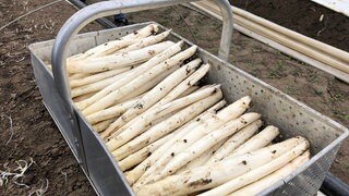 Weiße Spargel bei der Spargelernte in Tettnang am Bodensee