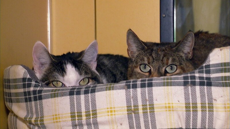 Eisighofen Mary und Joshi im Katzenhotel von Gabriele Weiss