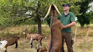 David Bruskowski aus Steinmauern mit seinen Ziegen
