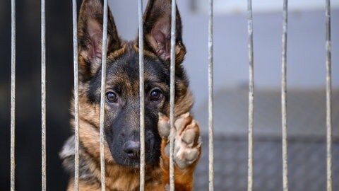 Ein Hund schaut durch das Gitter in ein einem Tierheim.
