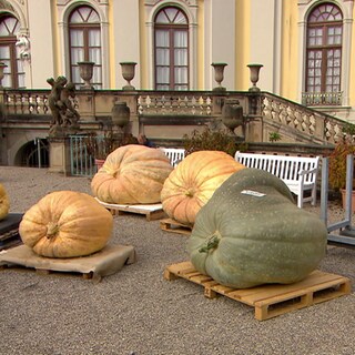 Schwere Kürbisse stehen in Ludwigsburg.