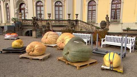 Schwere Kürbisse stehen in Ludwigsburg.