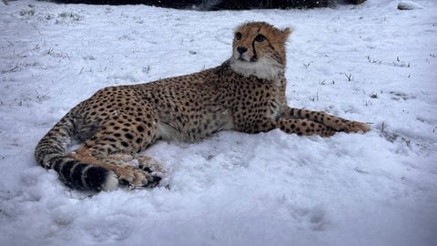 Zoo Landau in der Pfalz nimmt Abschied von Sudan-Gepardin Assama