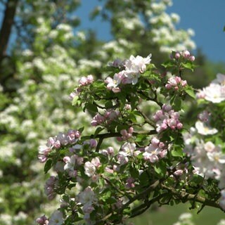 Mehrere Apfelblüten blühen in weiß-pinker Farbe.