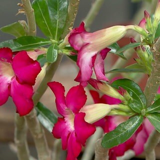 Wüstenrose