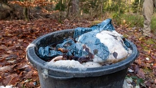 Ekliger Fund: Am Wertheimer Waldrand wurden Schlachtabfälle entsorgt (Symbolbild)