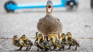 Eine Ente und neun kleine Küken (Symbolbild). In Talheim hat die Feuerwehr am Maifeiertag neun Küken gerettet. Sie waren in einen Schacht gefallen.
