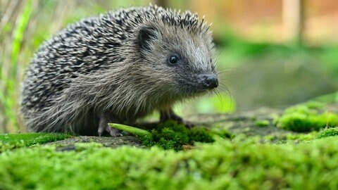 Ein Igel läuft über Moos. Passanten hatten in Tübingen einen krank wirkenden Igel entdeckt und vermutet, er könnte mit dem Borna-Virus infiziert sein.