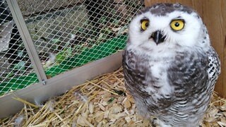Schneeeule Louis in seinem Gehege in Neckarwestheim