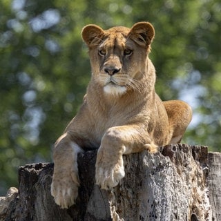 Löwin Nala im Heidelberger Zoo