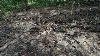 Spuren des Waldbrands in Sandhausen