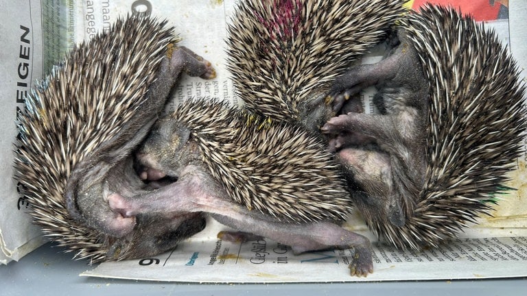 Mehrere Igel schlafen in einer Kiste in Ammerbuch (Kreis Tübingen)