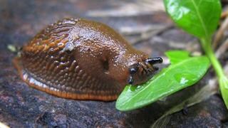 Eine Schnecke frisst ein Blatt. Die feuchte Witterung lockt die Tiere derzeit in die Gärten.