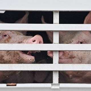 Mastschweine sind in einem Lkw für den Transport zum Schlachthof zu sehen.