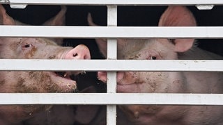 Mastschweine sind in einem Lkw für den Transport zum Schlachthof zu sehen.