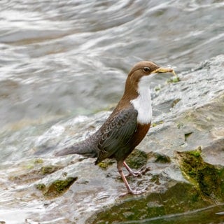 Eine Wasseramsel am Rande eines Gewässers. Die Vögel leiden unter den Folgen von Trockenheit.