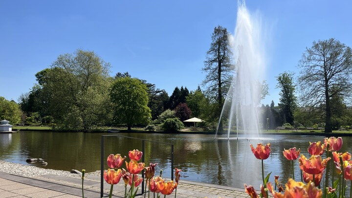 Frühling im Rosengarten in Zweibrücken