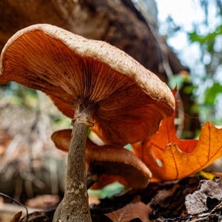 Neben einem umgestürzten Baum ist ein Pilz gewachsen. Der Herbst ist da.