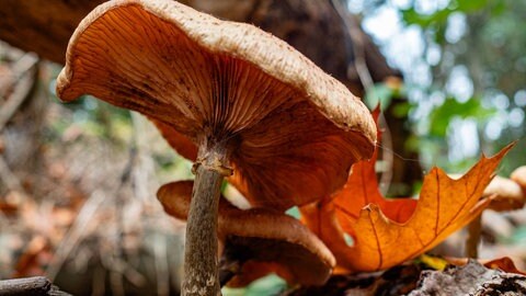 Neben einem umgestürzten Baum ist ein Pilz gewachsen. Der Herbst ist da.