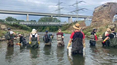 Fischzählung in der Ahr: In jedem Herbst untersuchen Studenten der Hochschule Trier, welche Fischarten in welcher Anzahl in der Ahr vorkommen.