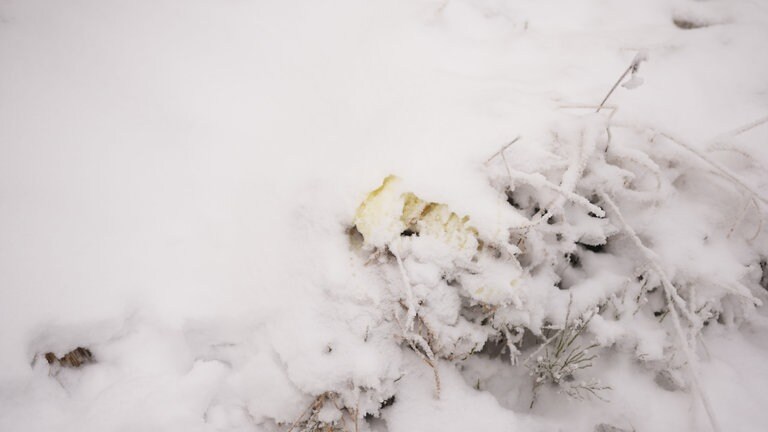 Gelbe Urinspuren von einem Wolf im Schnee.
