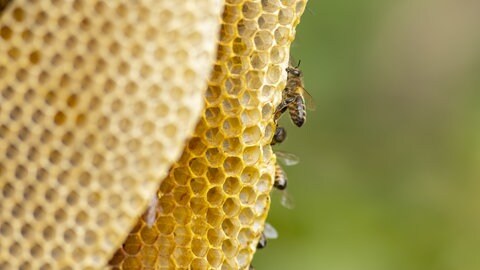 Das Bild zeigt Bienen und eine Honigwabe.