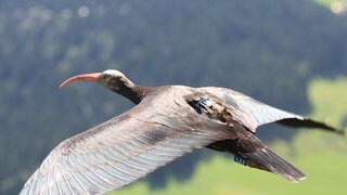 Ein Waldrapp fliegt über eine Waldlandschaft. 