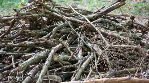 Mehrere Äste und Zweige liegen auf einem Haufen. Man braucht sie, um einen Käferkeller im Garten anzulegen.