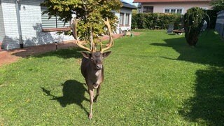Kult-Hirsch Henry aus Büdesheim wurde vor einem Jahr in ein Wildgehege in die Pfalz gebracht. 