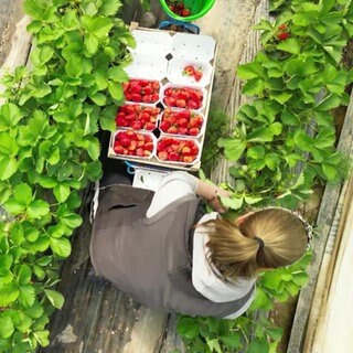 Erdbeeren im Gewächshaus