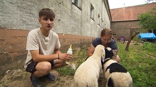 Junger Mann sitzt neben zwei Lämmern auf einem Hof