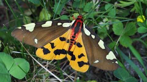 Mit dem Insektensterben geht auch die Zahl der Schmetterlingsarten immer weiter zurück