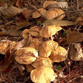 Pilze im Wald