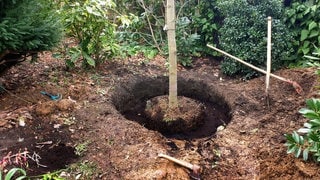 Baum pflanzen