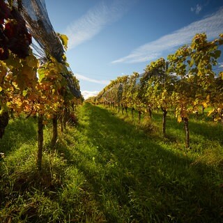 Unbekannte haben in Gundheim von zwei Weinbergen die reifen Trauben geklaut. (Symbolbild)