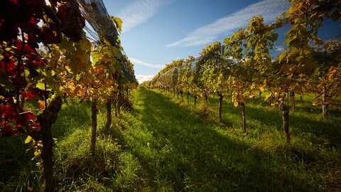 Unbekannte haben in Gundheim von zwei Weinbergen die reifen Trauben geklaut. (Symbolbild)