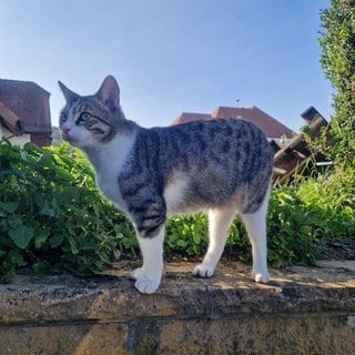 Hier ging es Kater Kalli noch gut. Am Dienstagmorgen wurde er angeschossen - nach Angaben der Polizei vermutlich mit einer Luftdruckwaffe. Das Tier verstarb an den Verletzungen. 