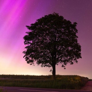 Baum zeichnet sich dunkel vor Polarlichtern ab