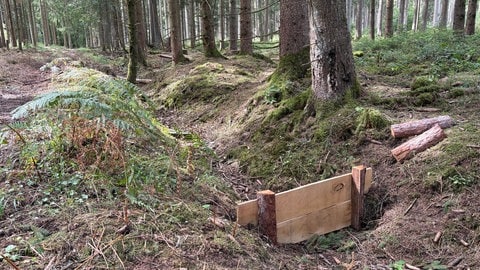 Diese Bohle soll dafür sorgen, dass aus dem 100 Jahre alten Entwässerungsgraben das Wasser nicht mehr rasend schnell aus dem Wald fließt.