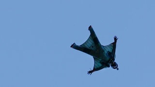 Ein Wingsuit-Sportler (Symbolfoto): Im Kanton St. Gallen ist am Freitag ein Deutscher mit seinem Wingsuit tödlich verunglückt.