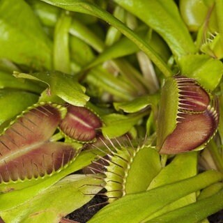 Venusfliege Dionae muscipula