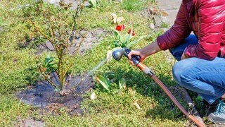 Frau wässert Rosen