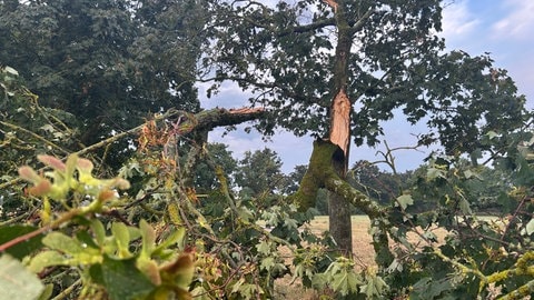 Umgestürzte Bäume in Karlsruhe